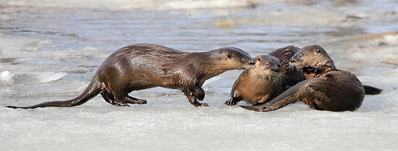Otters, VT