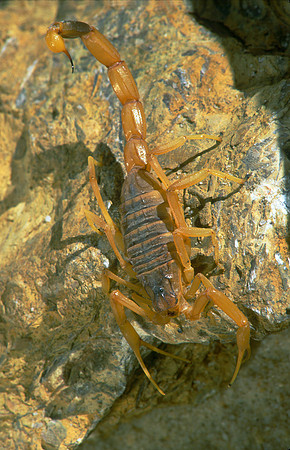 Death Stalker Scorpion, Africa