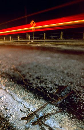 Spotted Salamanders Crossing Road, VT