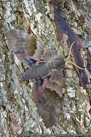 Big Poplar Sphinx Moth, VT