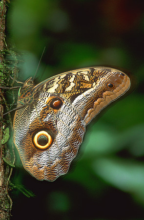 Owl Butterfly, Costa Rica