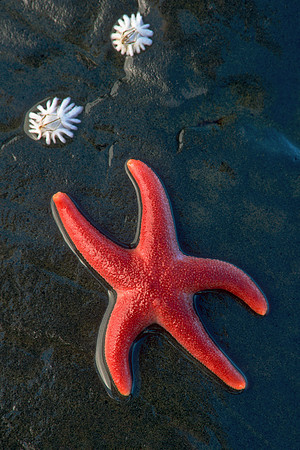 Blood Star, ME
