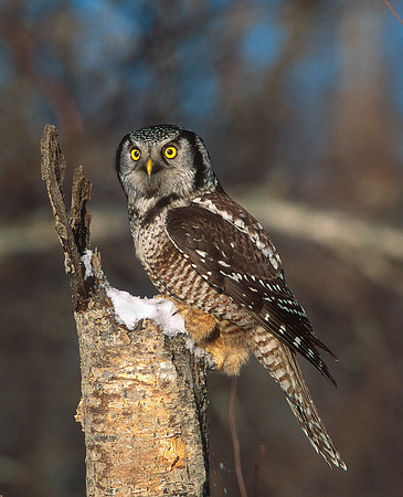 Hawk Owl, NH