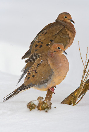 Morning Doves, VT