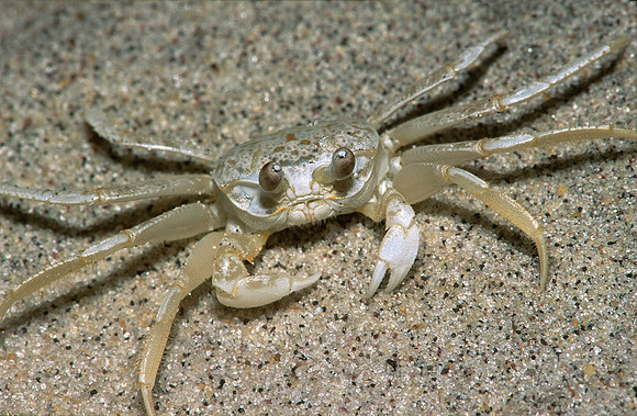 Ghost Crab, Cape Hatteras