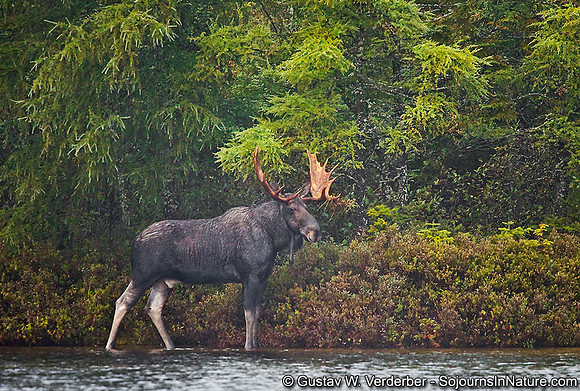 Lord of the Forest, ME
