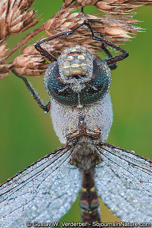 Blue Darner on Orchard Grass, VT