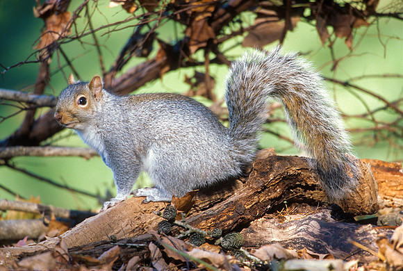 Gray Squirrel, MA