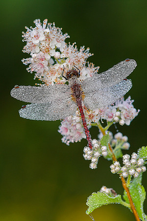 Cherry-faced Meadowhawk on Meadowsweet, Vermont