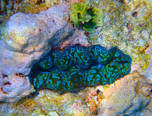 Giant Clam, Raja Ampat