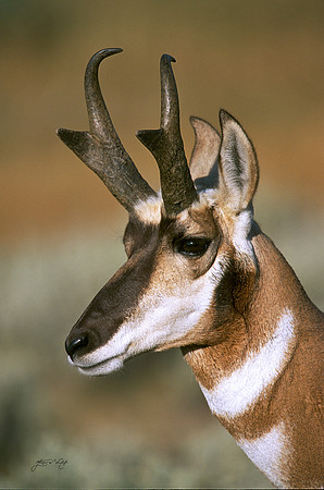 Pronghorn Antelope, Wyoming
