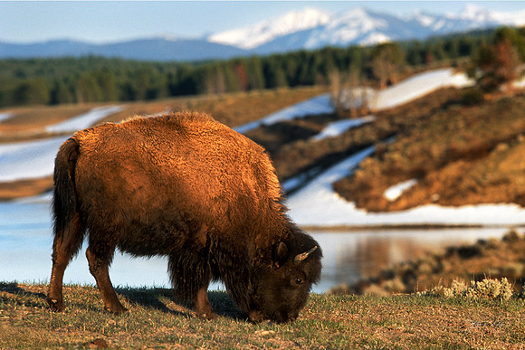 American Bison, Wyoming