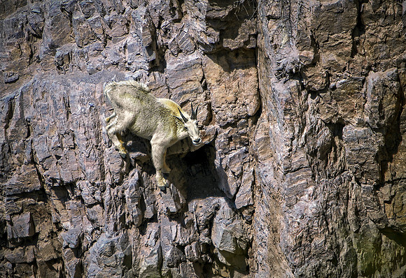 Mountain Goat on Cliff Face, Montana