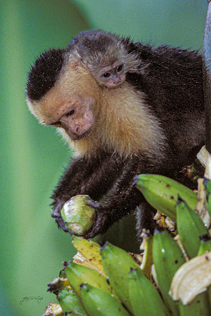 Capuchin with Infant, Costa Rica