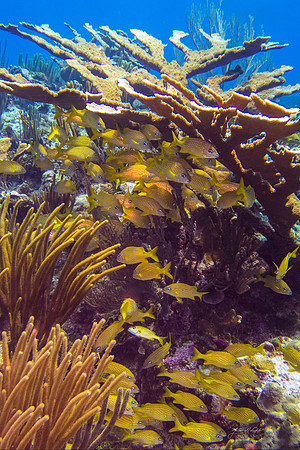 Acropora and Grunt; Cayman Islands
