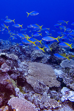 Yellow Tail Fusilier and Corals; Raja Ampat