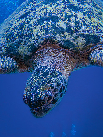 Green Sea Turtle; Raja Ampat