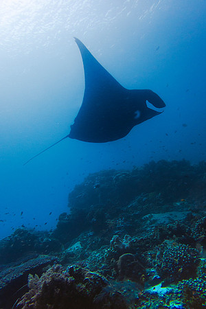 Manta Ray; Raja Ampat