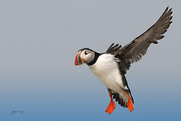 Atlantic Puffin II, Machias Seal Island