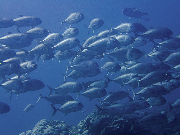 Giant Trevally; Raja Ampat