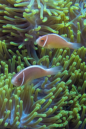 Pink Anemonefish; Raja Ampat