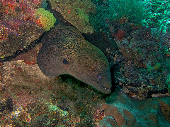Green Moray; Raja Ampat