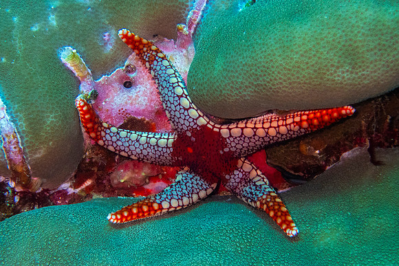 Peppermint Sea Star; Raja Ampat
