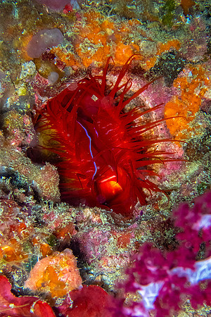 Electric Clam