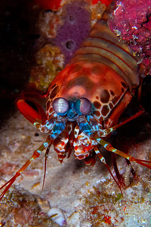 Mantis Shrimp; Raja Ampat