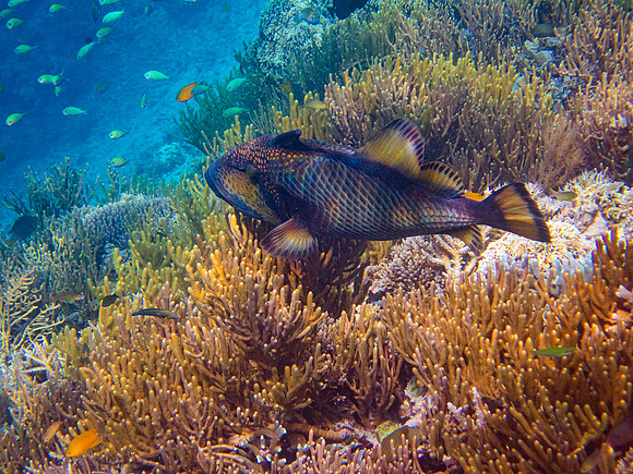 Titan Triggerfish; Raja Ampat