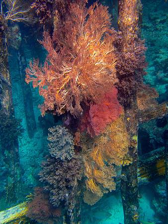 Feather Stars on Wharf Piling; Raja Ampat