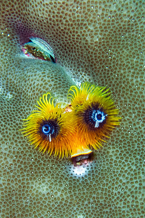 Yellow Christmas Tree Worm; Raja Ampat