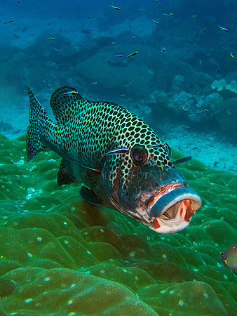 Grouper at Cleaning Station; Raja Ampat