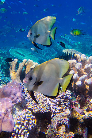 Pinnate Spadefish and Corals; Raja Ampat