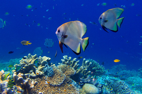 Pinnate Spadefish and Corals II