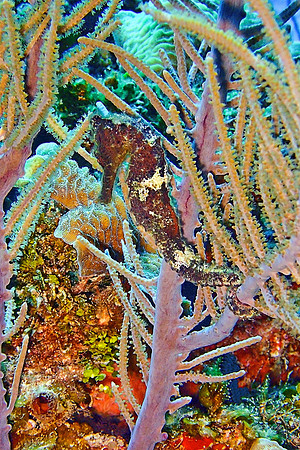 Psychedelic Seahorse; Roatan
