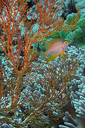 Golden Damselfish and Sea Fan; Raja Ampat