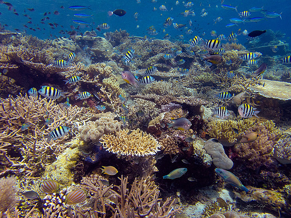 Coral Reef
