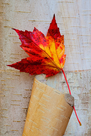 Maple Leaf on Birch, New Hampshire