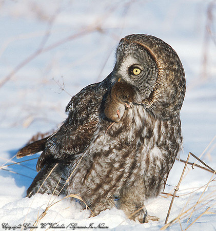 Great Gray Owl with Vole, Quebec