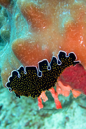 Yellow-spotted Flatworm (Thysanozoon); Raja Ampat