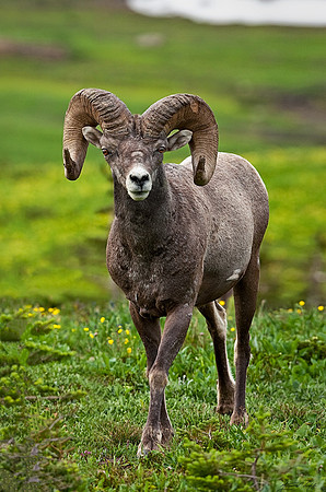 Bighorn Ram, Glacier National Park