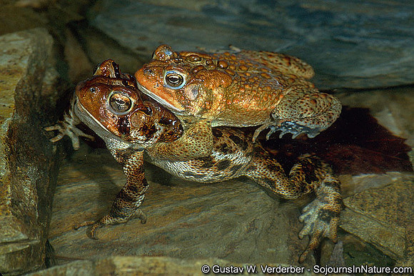 American Toads in Amplexus, Troy, VT