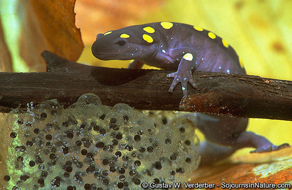 Spotted Salamander in Vernal Pool, Cambridge, VT