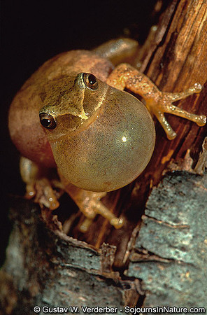 Spring Peeper Calling, Troy, VT