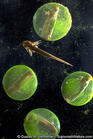 Spotted Salamander Tadpole & Eggs, Montgomery Center, VT