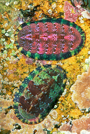 Red Chitons, Maine