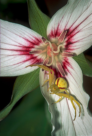 Crab Spider on Painted Trillium, Vermont