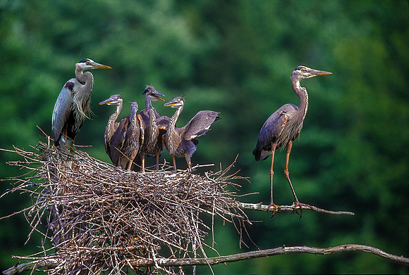 Nesting Great Blue Herons, Vermont