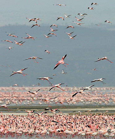 Flamingos, Kenya
